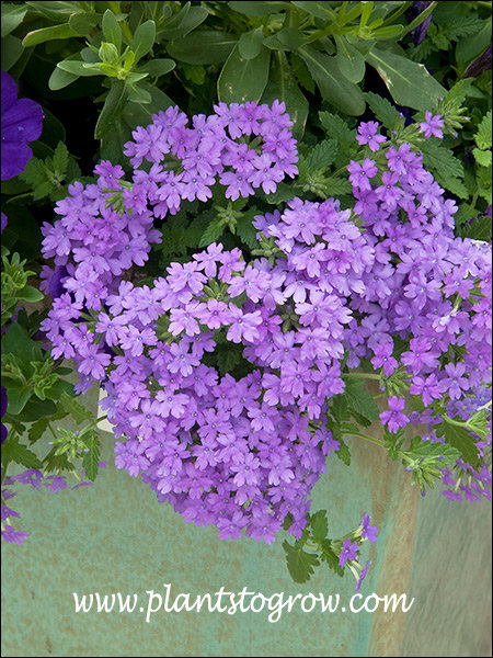 Verbena Superbenaa Large Lilac Blue